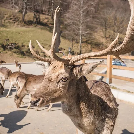 Glamping Olimia Adria Village Tente de luxe 5*