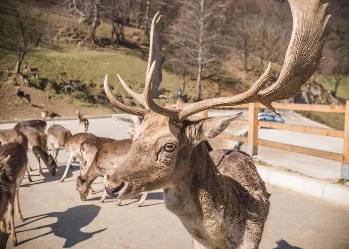 Glamping Olimia Adria Village Luksusowy namiot 5*